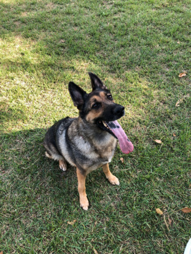 彦根市にある犬の学校ドッグトレーナー Yutaka Hay 彦根のペットサービスの無料広告 無料掲載の掲示板 ジモティー