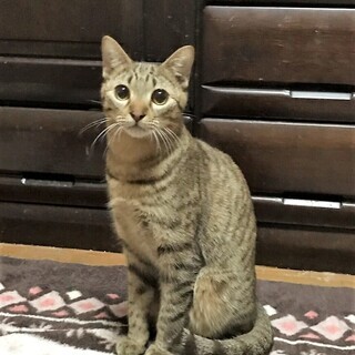 可愛い1歳の保護猫たち