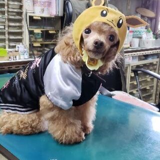 ブリーダー引退犬8歳の女の子 べっちさん 名古屋のプードルの里親募集 ジモティー