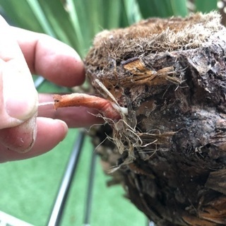 3ヘッド ユッカ グロリアサ 耐寒 キミガヨラン ドラセナ 多頭 】