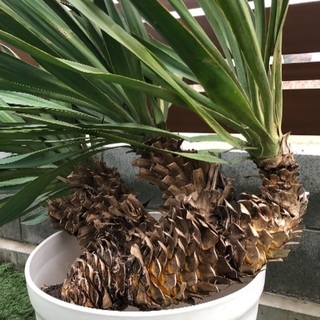 3ヘッド ユッカ グロリアサ 耐寒 キミガヨラン ドラセナ 多頭 】