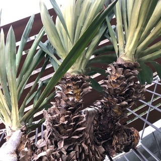 3ヘッド ユッカ グロリアサ 耐寒 キミガヨラン ドラセナ 多頭 】