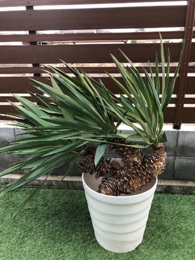 3ヘッド ユッカ グロリアサ 耐寒 キミガヨラン ドラセナ 多頭 】