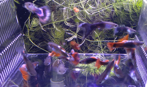 熱帯魚 グッピー 黒系のミックスグッピー 02 銀騎士 土居のその他の中古あげます 譲ります ジモティーで不用品の処分