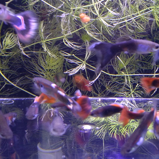 熱帯魚 グッピー 黒系のミックスグッピー 02 銀騎士 土居のその他の中古あげます 譲ります ジモティーで不用品の処分