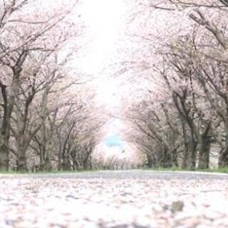 🌸満開の桜のトンネル🌸で、るんるん撮影会😊📷️🎶 − 京都府