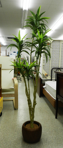 フェイクグリーン 高さ138cm インテリア 観葉植物 Paypay ペイペイ 決済可能 札幌市 北区 屯田 モノハウス屯田店 札幌 のインテリア雑貨 小物 その他 の中古あげます 譲ります ジモティーで不用品の処分 フェイクグリーン 高さ138cm インテリア 観葉植物 Paypay ペイペイ 決済可能 札幌市 北区 屯田 モノハウス屯田店 札幌 のインテリア雑貨 小物 その他 の中古あげます 譲ります ジモティーで不用品の処分