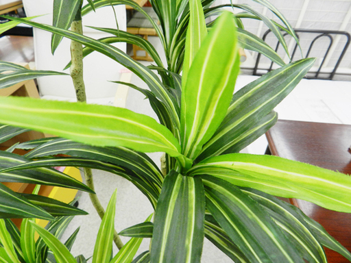フェイクグリーン 高さ138cm インテリア 観葉植物 Paypay ペイペイ 決済可能 札幌市 北区 屯田 モノハウス屯田店 札幌 のインテリア雑貨 小物 その他 の中古あげます 譲ります ジモティーで不用品の処分 フェイクグリーン 高さ138cm インテリア 観葉植物 Paypay ペイペイ 決済可能 札幌市 北区 屯田 モノハウス屯田店 札幌 のインテリア雑貨 小物 その他 の中古あげます 譲ります ジモティーで不用品の処分