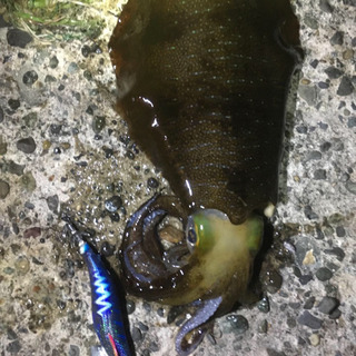 エギングやシーバス釣り(夜遊び)仲間さん！の画像