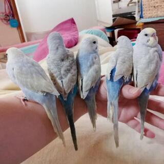 セキセイインコ 広告の無料掲載 ジモティー セキセイインコ 広告の無料掲載 ジモティー