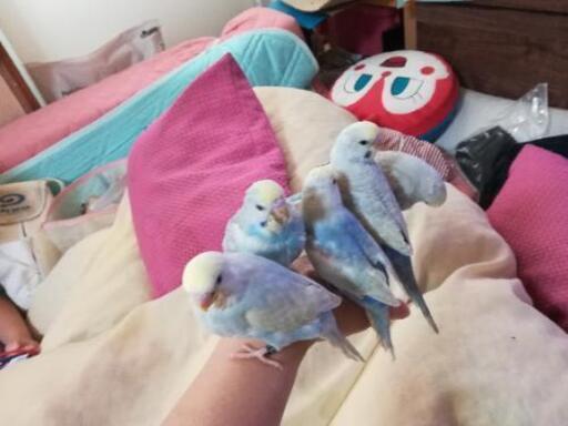 終了 綺麗なセキセイインコ いちごま 森林公園のペットの無料広告 無料掲載の掲示板 ジモティー 終了 綺麗なセキセイインコ いちごま 森林公園のペットの無料広告 無料掲載の掲示板 ジモティー