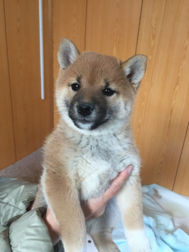 1月17日生まれ 決まりました 豆柴 柴犬 2ヶ月 チロ 恵庭の柴犬の里親募集 ジモティー 1月17日生まれ 決まりました 豆柴 柴犬 2ヶ月 チロ 恵庭の柴犬の里親募集 ジモティー