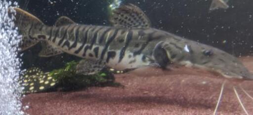 タイガーシャベル