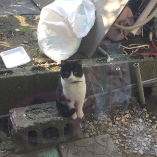 宮崎県新富町田中地区で、迷子猫がいます。迷子ネコの画像