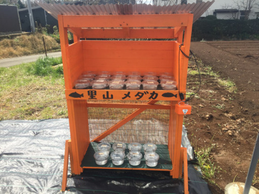 メダカ 無人販売所 出店のお知らせ Taap1025 茅ヶ崎のその他の中古あげます 譲ります ジモティーで不用品の処分 メダカ 無人販売所 出店のお知らせ Taap1025 茅ヶ崎のその他の中古あげます 譲ります ジモティーで不用品の処分