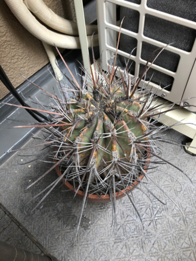 お取引中 サボテン殺虫剤 Miko 元住吉のその他の中古あげます 譲ります ジモティーで不用品の処分