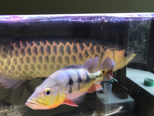 魚 大型魚 熱帯魚 2匹売り Alba Com Gt