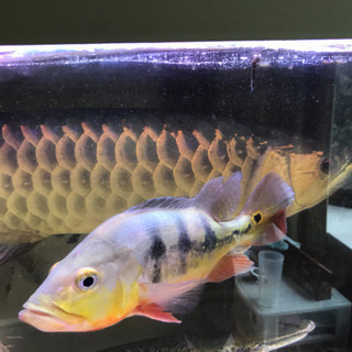 大型熱帯魚 古代魚売ります