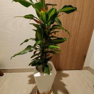 観葉植物（種類は忘れました）