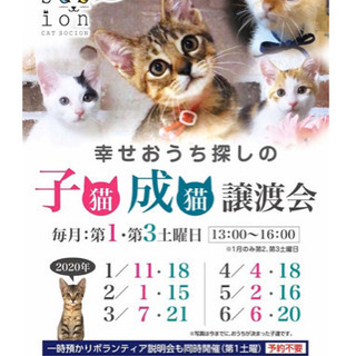 ＊＊幸せ探しのネコ譲渡会＊＊子猫〜成猫＊＊