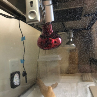 フトアゴヒゲトカゲ 飼育セット即飼育可能 90サイズ | www.ega.org.eg