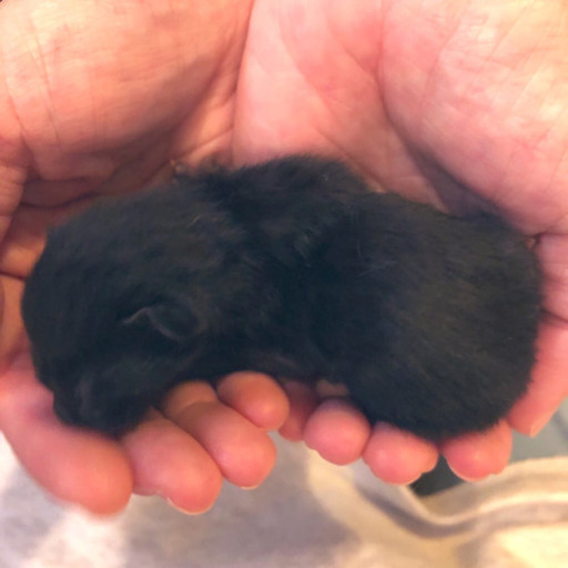 ホワイドデーに生まれたての黒猫ちゃん ごま 長田の猫の里親募集 ジモティー