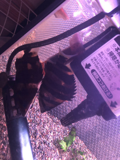 ダトニオプラスワン 5センチ〜7センチ