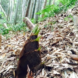 【中止】4/18（土）筍掘り＆無農薬野菜収穫＆アーシング体験　