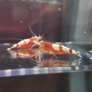 太極 タイヂ オス2匹