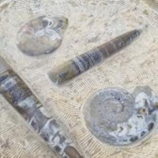 アンモナイト化石テーブル