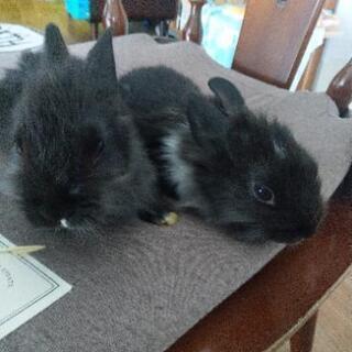 小ウサギ　2匹