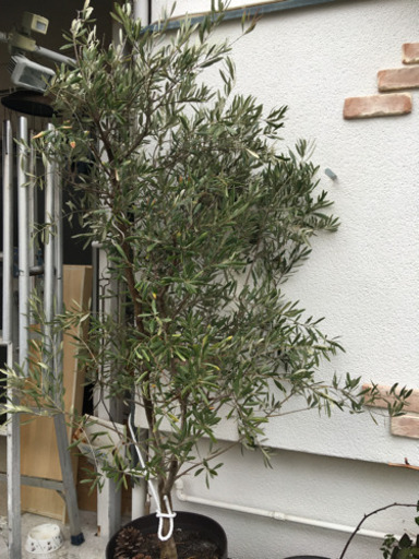 オリーブの木植木鉢庭木高さ約2m 購入価格1 5万円 まり 西向日の家庭用品 ガーデニング の中古あげます 譲ります ジモティーで不用品の処分