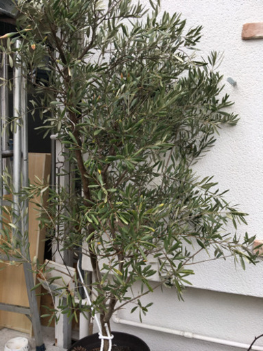 オリーブの木植木鉢庭木高さ約2m 購入価格1 5万円 まり 西向日の家庭用品 ガーデニング の中古あげます 譲ります ジモティーで不用品の処分
