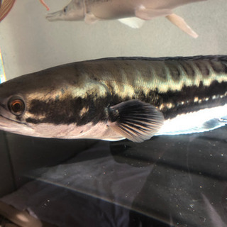 ジャンビ産　レッドスネークヘッド 約45cm→50cm