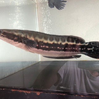 ジャンビ産　レッドスネークヘッド 約45cm→50cm