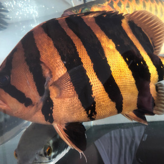 超極上 ダトニオ プラスワン 37cm 【公式通販】