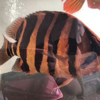 超極上 ダトニオ プラスワン 37cm 【公式通販】