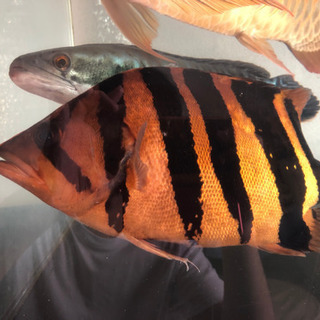超極上 ダトニオ プラスワン 37cm 【公式通販】