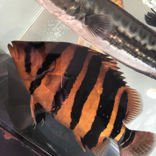 その他 超極上 ダトニオ プラスワン 37cm