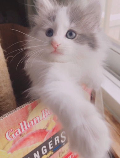 とっても可愛いノルウェージャンフォレストキャット Honokuni 豊川の猫の無料広告 無料掲載の掲示板 ジモティー