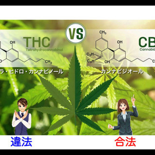 コロナ、花粉症対策に！身体の免疫力を高めるCBDヘンプオイル①