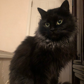 黒猫長毛 里親募集 ジモティー