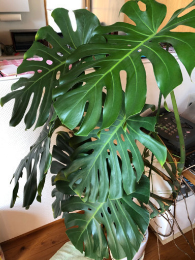 植物　モンステラ