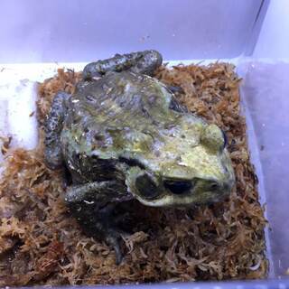 アズマヒキガエル　約14cm カエル