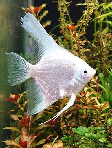 ホワイトエンゼルフィッシュ ブルー アクアリウム熱帯魚 ジモティーアクア 宮之阪のその他の中古あげます 譲ります ジモティーで不用品の処分