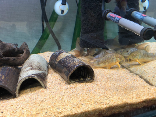 熱帯魚
