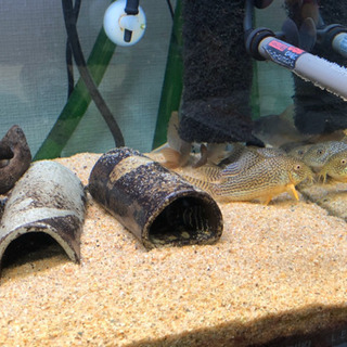 熱帯魚