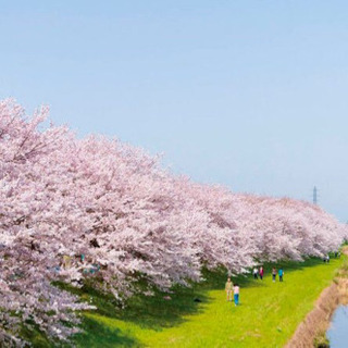 昭和記念公園花見散歩