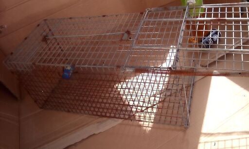 捕獲器猫トリ籠ワナはんたーアライグマ仕掛け設置駆除逮捕8千