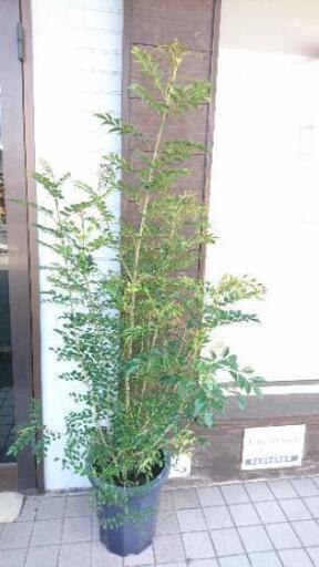観葉植物  シマトネリコ